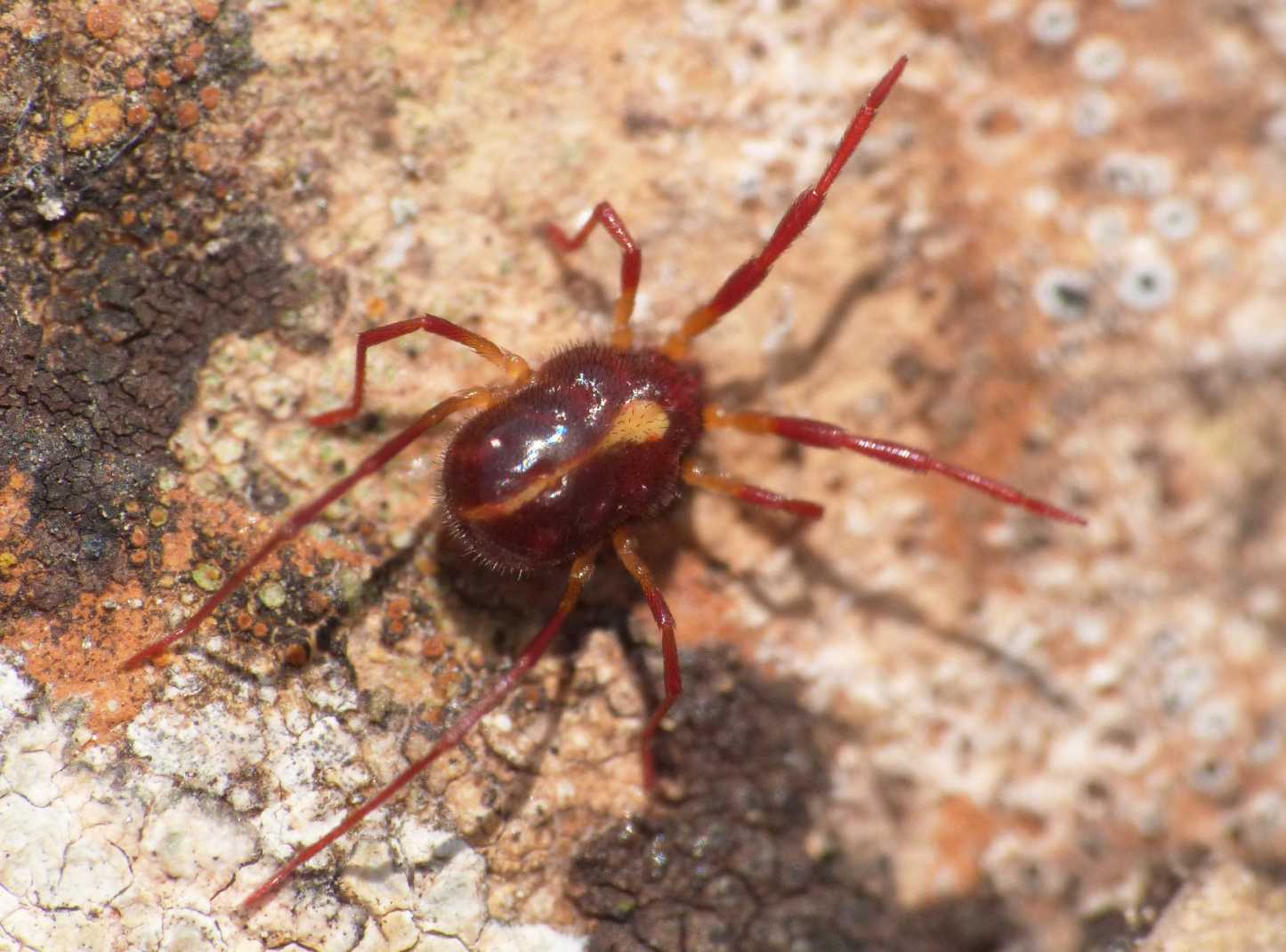 Erythraeus sp. di Israele, Lazio e Sardegna